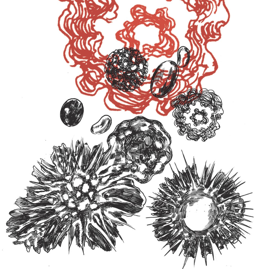 in_fermentation_cells